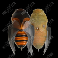 Wobbler Megabass BEETLE-X HOVER CRAWL col. FF MEGABASS HORNET