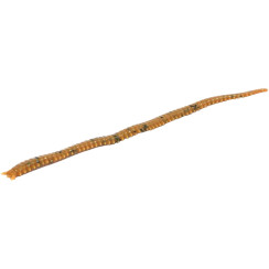 Worms Marukyu Power Isome (Sakura Isome) XL c:brown